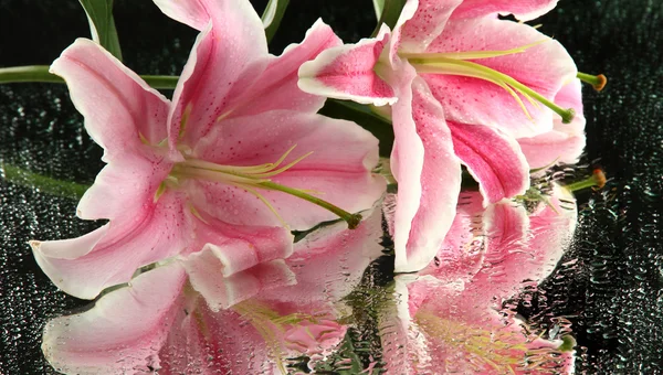 Beautiful pink lily, on grey background — Stock Photo, Image