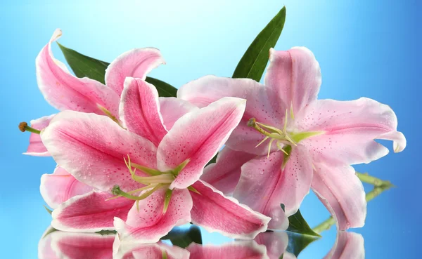 Hermoso lirio rosa, sobre fondo azul — Foto de Stock