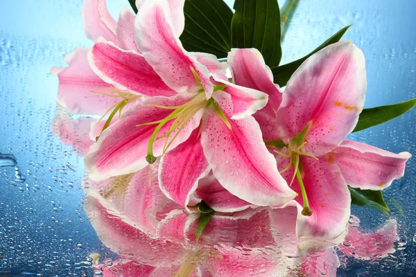 Hermoso lirio rosa, sobre fondo azul — Foto de Stock