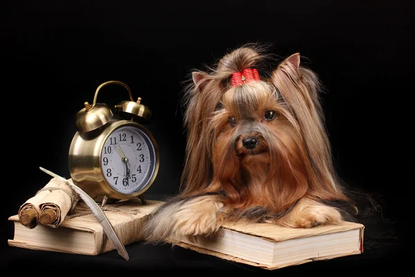 Beautiful yorkshire terrier surrounded by antiques on black background — Stock Photo, Image