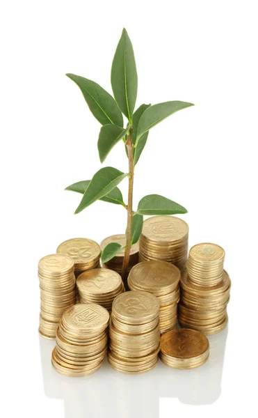 Plant growing out of gold coins isolated on white — Stock Photo, Image