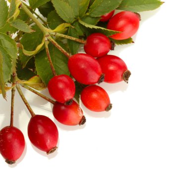 Olgun kalça gül dalı yapraklarla üzerine beyaz izole