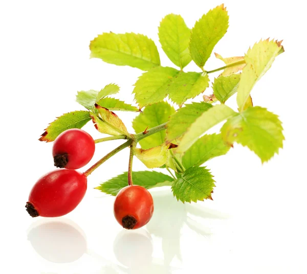 Ripe hip roses on branch with leaves, isolated on white — Stock Photo, Image