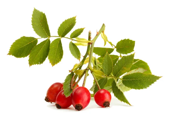 Ripe hip roses on branch with leaves, isolated on white — Stock Photo, Image