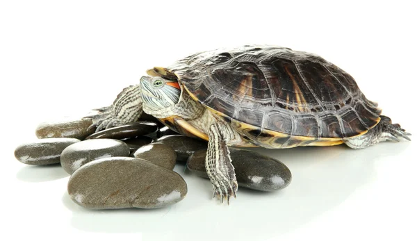 Tortue oreille rouge isolée sur blanc — Photo