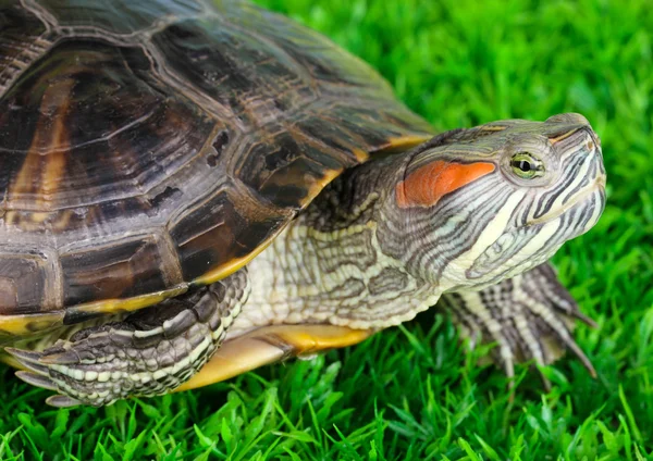 Red ear turtle on grass — Stock Photo, Image