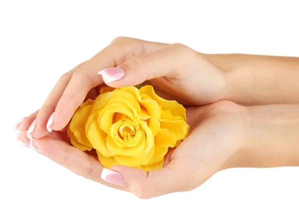 Yellow rose with hands on white background — Stock Photo, Image