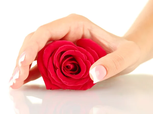 Rosa vermelha com a mão da mulher no fundo branco — Fotografia de Stock