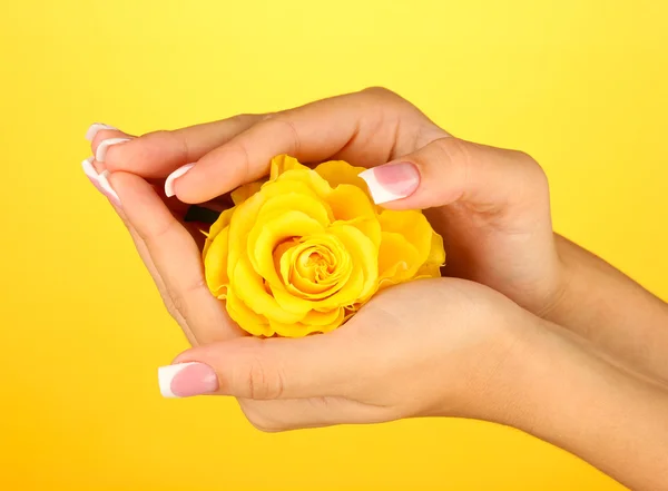 Amarelo rosa com as mãos da mulher no fundo amarelo — Fotografia de Stock