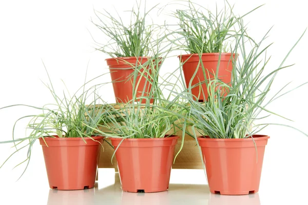 Pots with seedling isolated on white — Stock Photo, Image