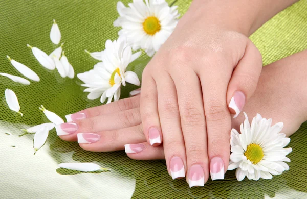 Mãos de mulher com manicure francês e flores no fundo verde — Fotografia de Stock