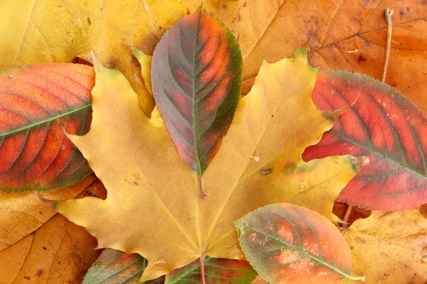 明るい秋の紅葉、クローズ アップ — ストック写真