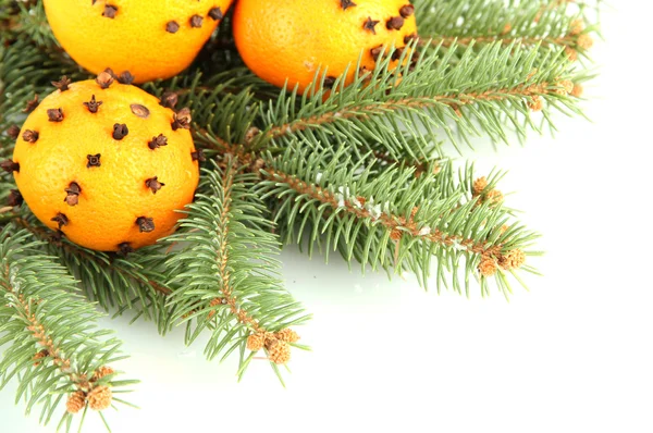 Portakal ve çam ağacı, beyaz izole Noel kompozisyonu — Stok fotoğraf