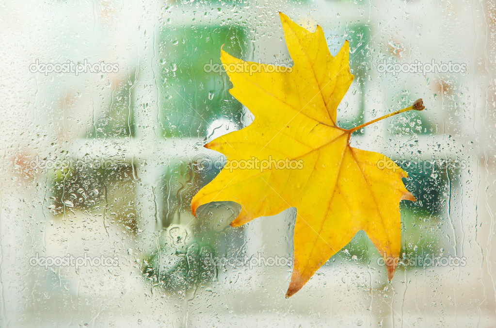 в окно стучится дождь бездомный как гость непрошенный в ночи. осенний лист на стекле. осенний дождь на окне. задождило в сентябре. стучат дожди по листьям.