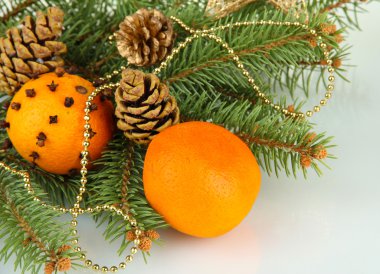 portakal ve çam ağacı, beyaz izole Noel kompozisyonu