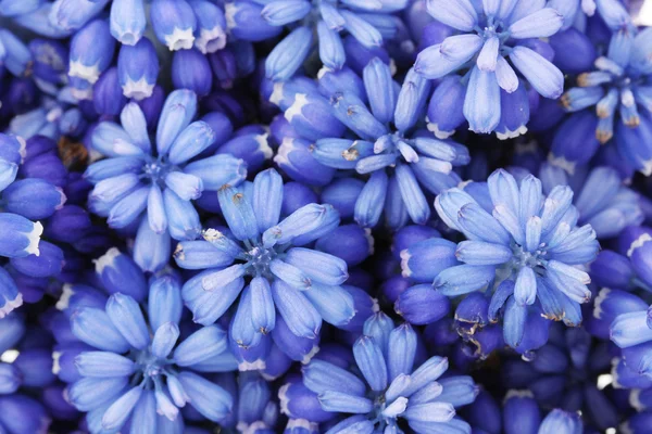 Muscari - hyacinth close-up — Stock Photo, Image