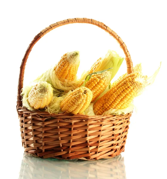 Fresh corn in basket, isolated on white — Stock Photo, Image