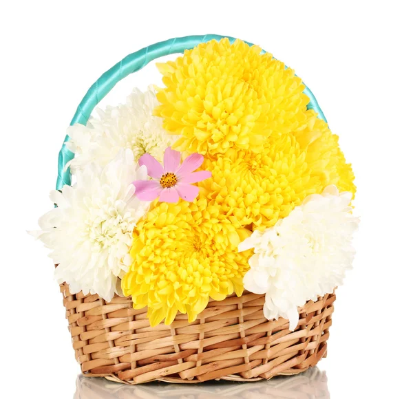 美丽的菊花在篮子上白色隔离 — 图库照片