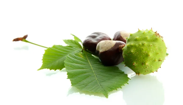 Chestnuts with leaves, isolated on white — Stock Photo, Image