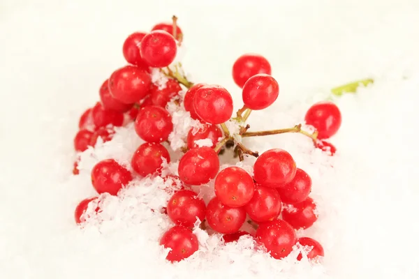 Ripe viburnum in the snow close-up — Stock Photo, Image