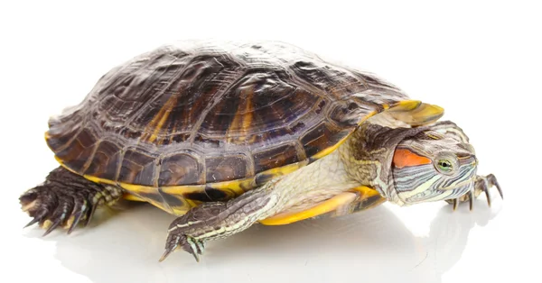 Red ear turtle isolated on white — Stock Photo, Image