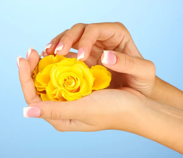 Yellow rose with woman's hands on blue background — Stock Photo, Image