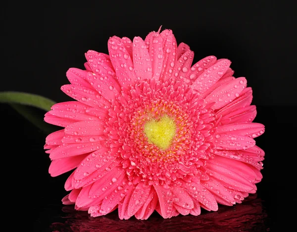 Pink gerbera with drops isolated on black — Stock Photo, Image