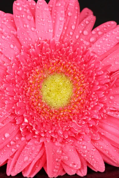 Gerbera rosa con gotas aisladas en negro — Foto de Stock