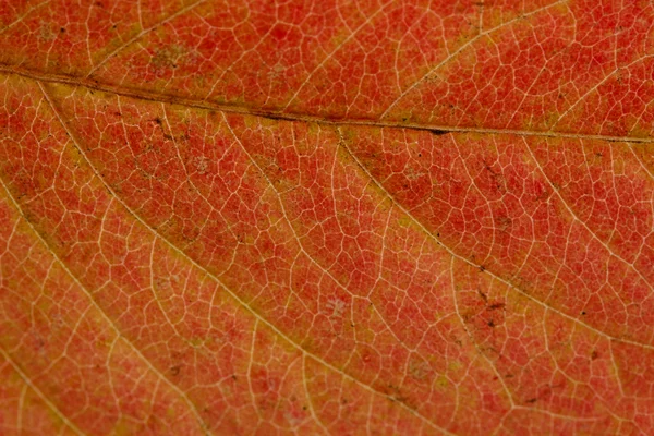 Světlé podzimní listí, zblízka — Stock fotografie