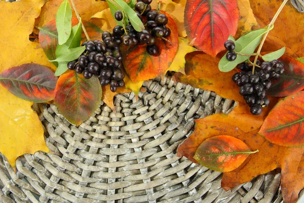 Feuilles d'automne brillantes et baies sauvages, sur fond d'osier — Photo