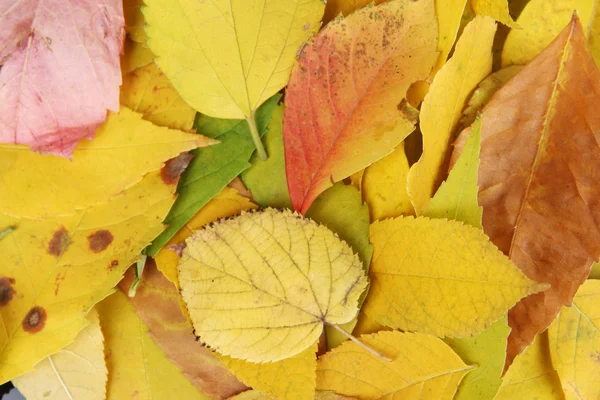 Feuilles d'automne lumineuses fond rapproché — Photo