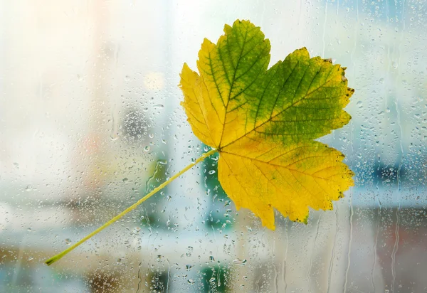 Autumn maple leaf on glass with natural water drops — Stock Photo, Image