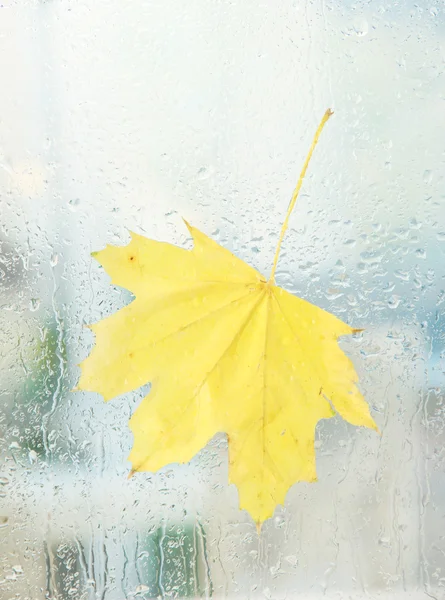 Hoja de arce de otoño en vidrio con gotas de agua naturales —  Fotos de Stock