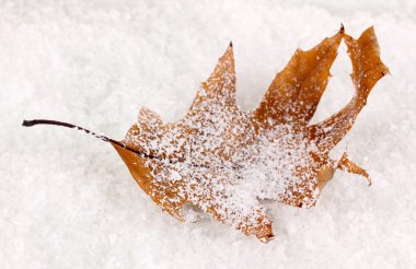 düşmüş yaprağına snow