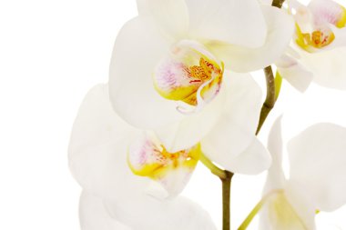 güzel orkide, üzerinde beyaz izole