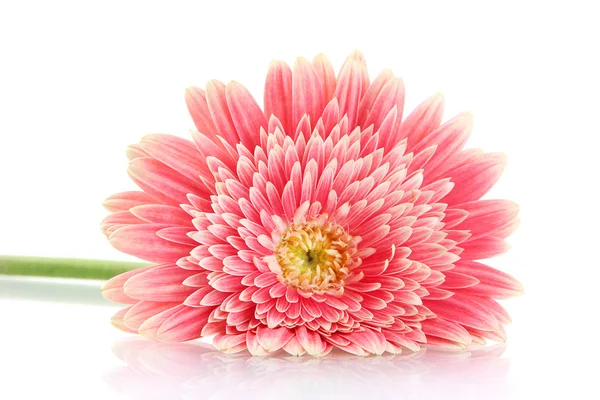 Beautiful gerbera flower isolated on white — Stock Photo, Image