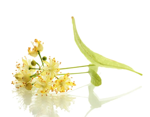 Branch of linden flowers isolated on white — Stock Photo, Image