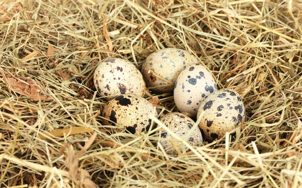 Ovos de codorna em um ninho de feno close-up — Fotografia de Stock