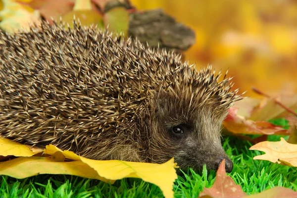 Hedgehog on autumn leaves in forest — Stock Photo, Image