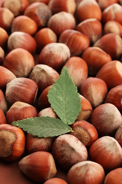 잎, 맛 있는 헤이즐넛을 닫습니다. — 스톡 사진