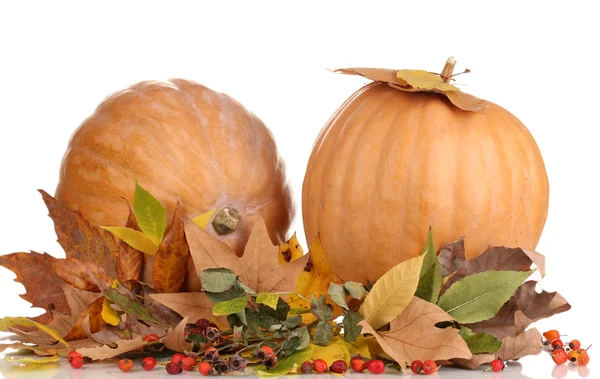 Zwei reife orangefarbene Kürbisse mit gelben Herbstblättern isoliert auf weiß — Stockfoto