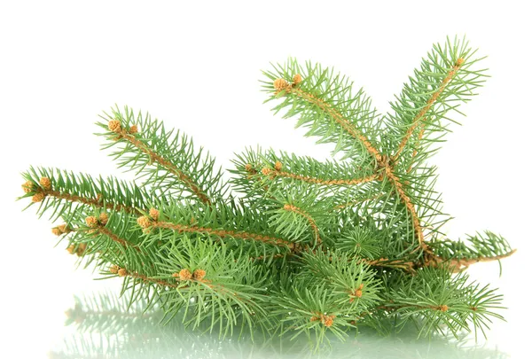 Fir tree branch, isolated on white — Stock Photo, Image