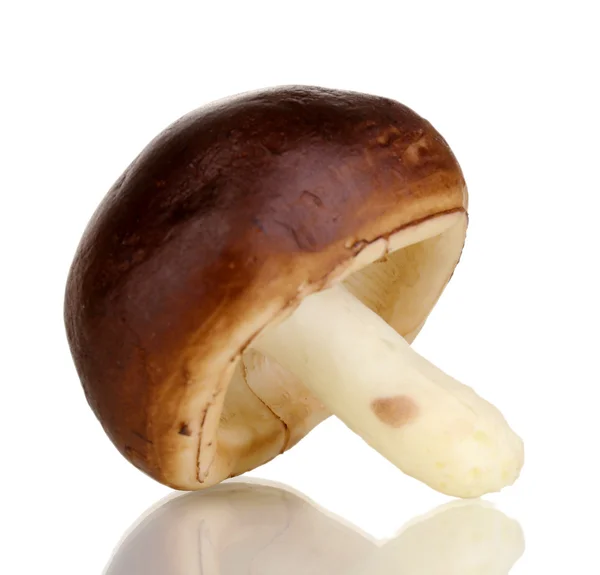 Fresh mushroom isolated on white — Stock Photo, Image