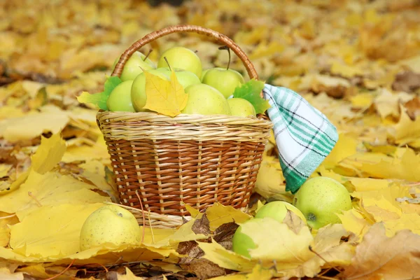 Cesta de manzanas frescas maduras en el jardín en hojas de otoño — Foto de Stock