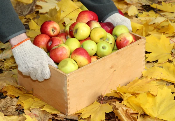 Man hands with crate of fresh ripe apples in garden on autumn leaves — Stock Photo, Image