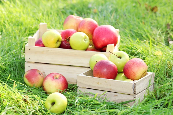 Krates van vers rijp appels in tuin op groen gras — Stockfoto
