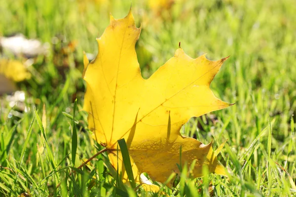 Mooie herfst esdoornblad op groen gras, close-up — Stockfoto