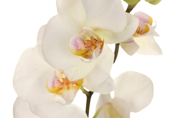 Schöne Orchidee, isoliert auf weiß — Stockfoto