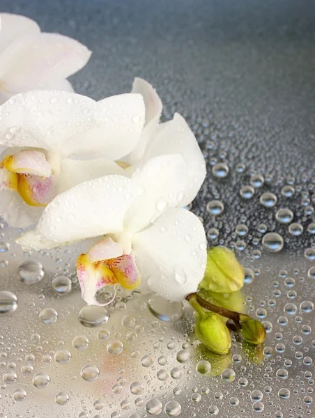 Orquídea bonita branca com gotas — Fotografia de Stock