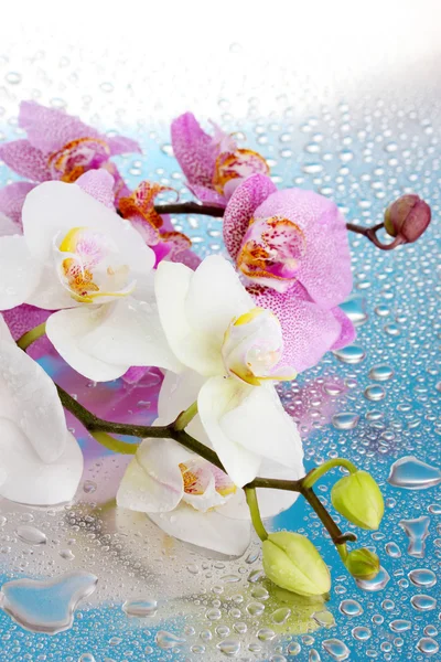 Rosa e branco belas orquídeas com gotas sobre fundo azul — Fotografia de Stock